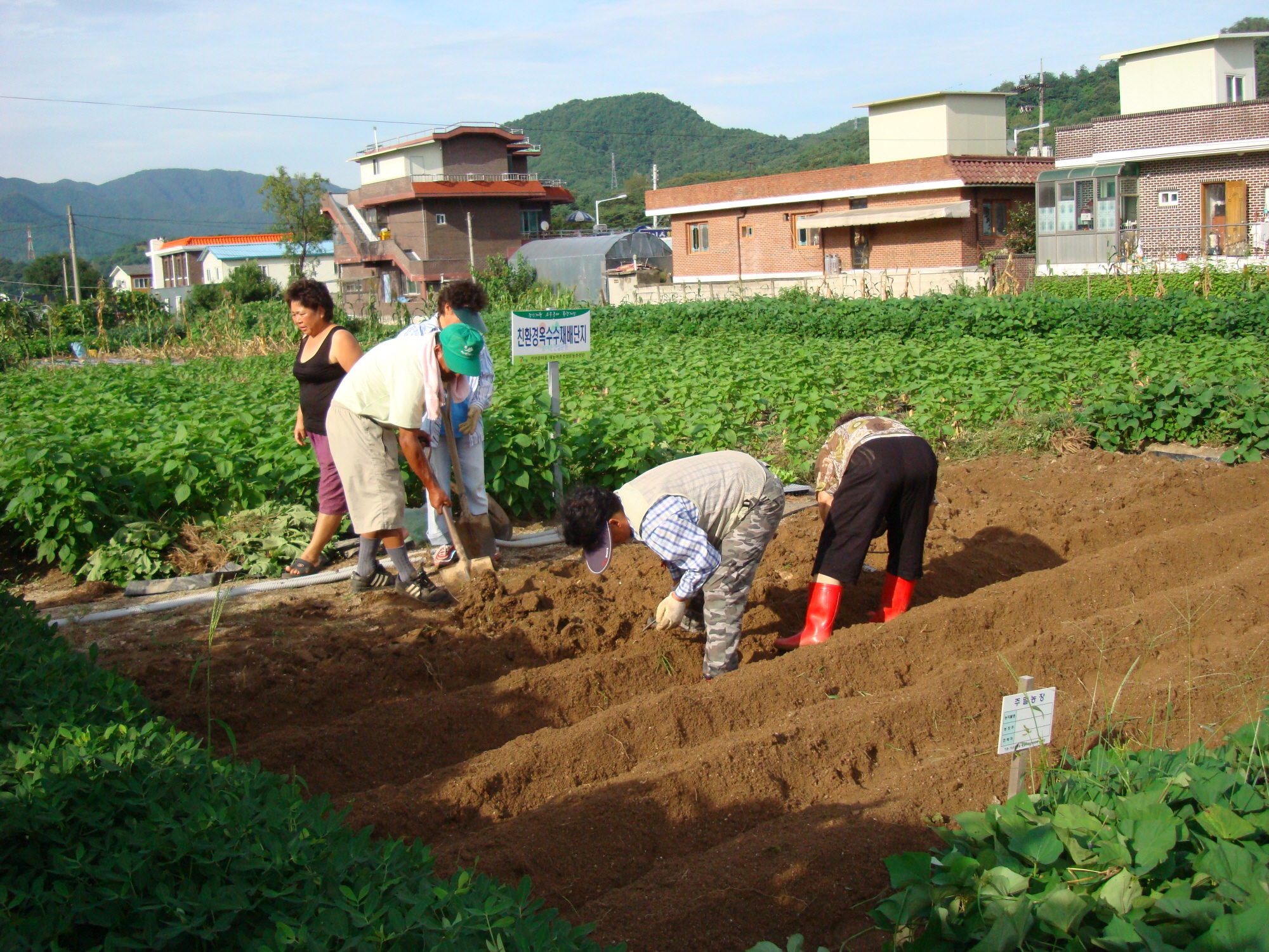 가산골 새/농추진단 김장배추 식재