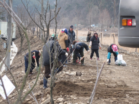 지내천뚝길 벚나무 관리