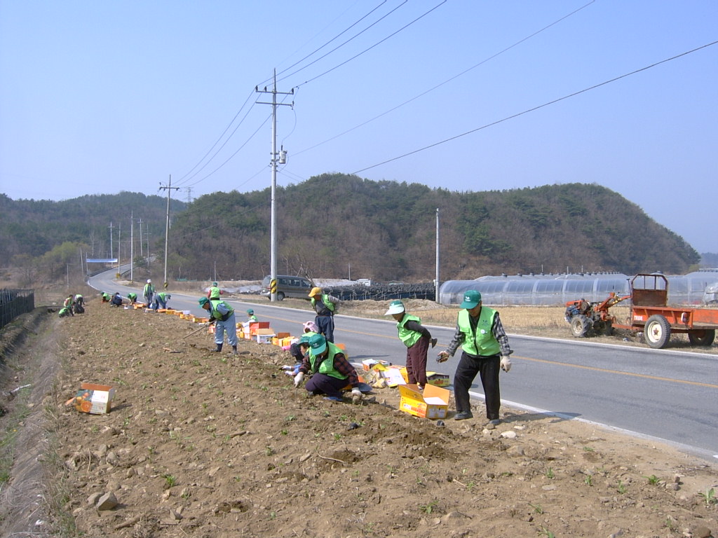 지내3리 야생화 식재