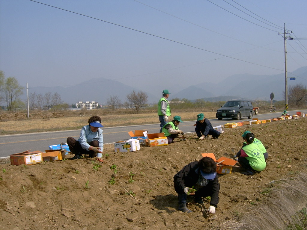 지내3리 야생화 식재