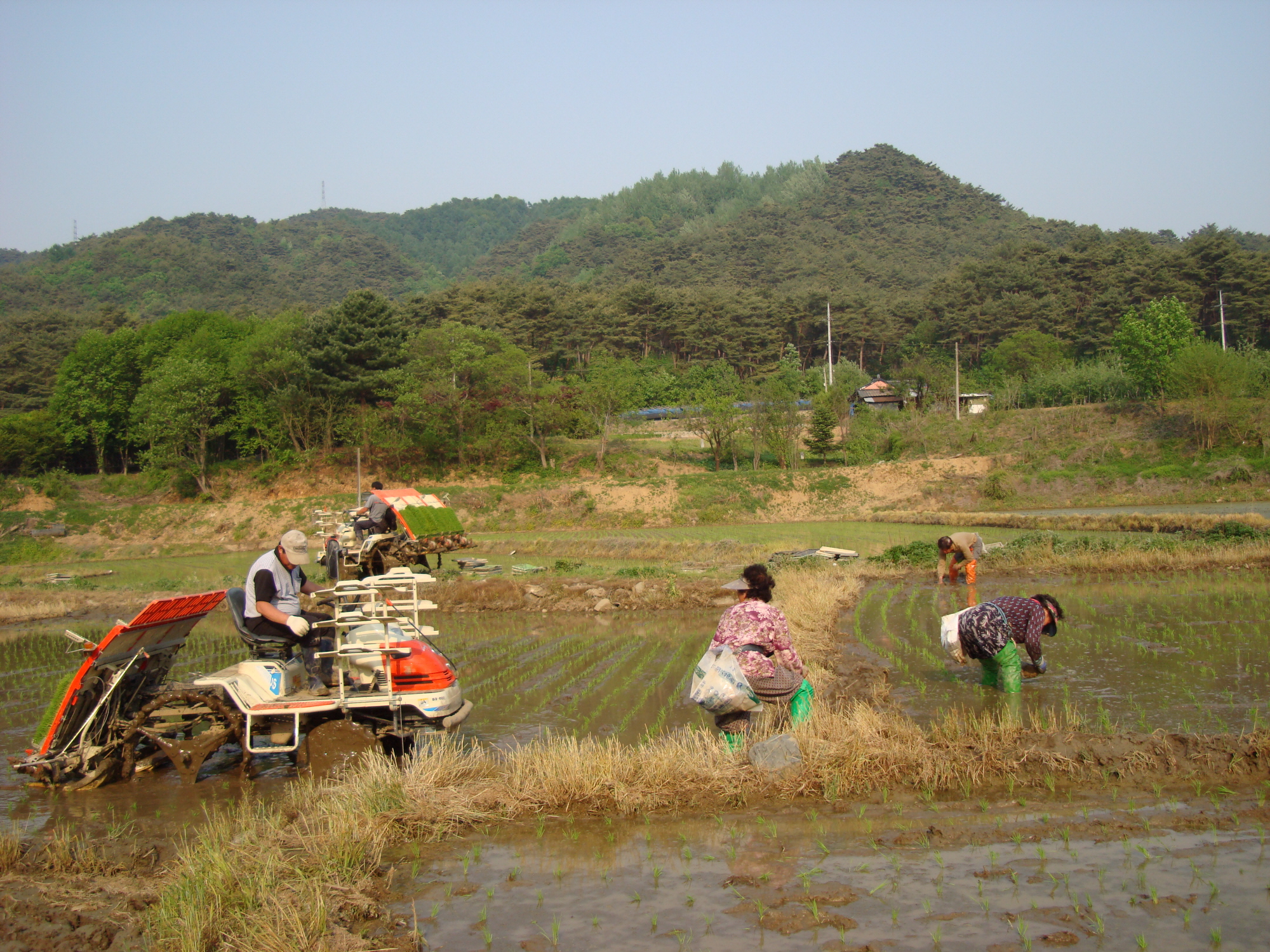 지내리 수도작목반 모심기