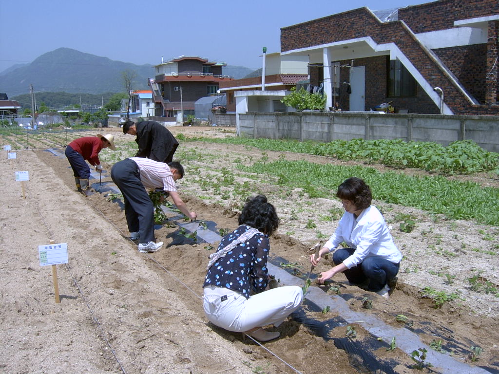 친환경 고구마 식재
