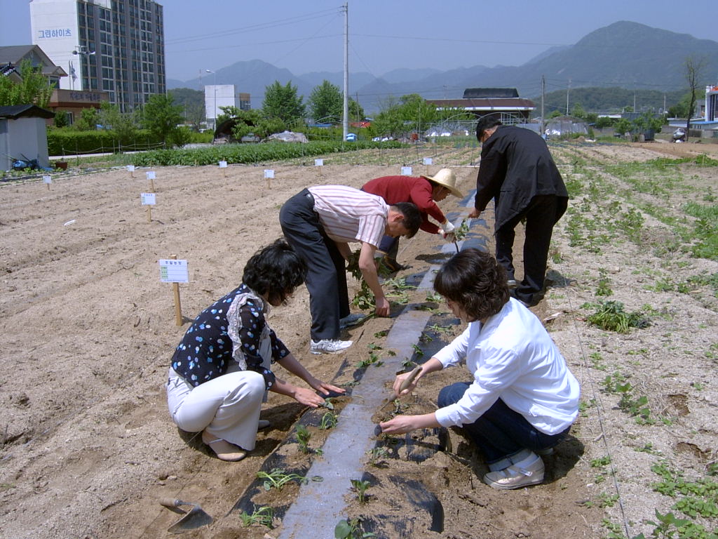 친환경 고구마 식재