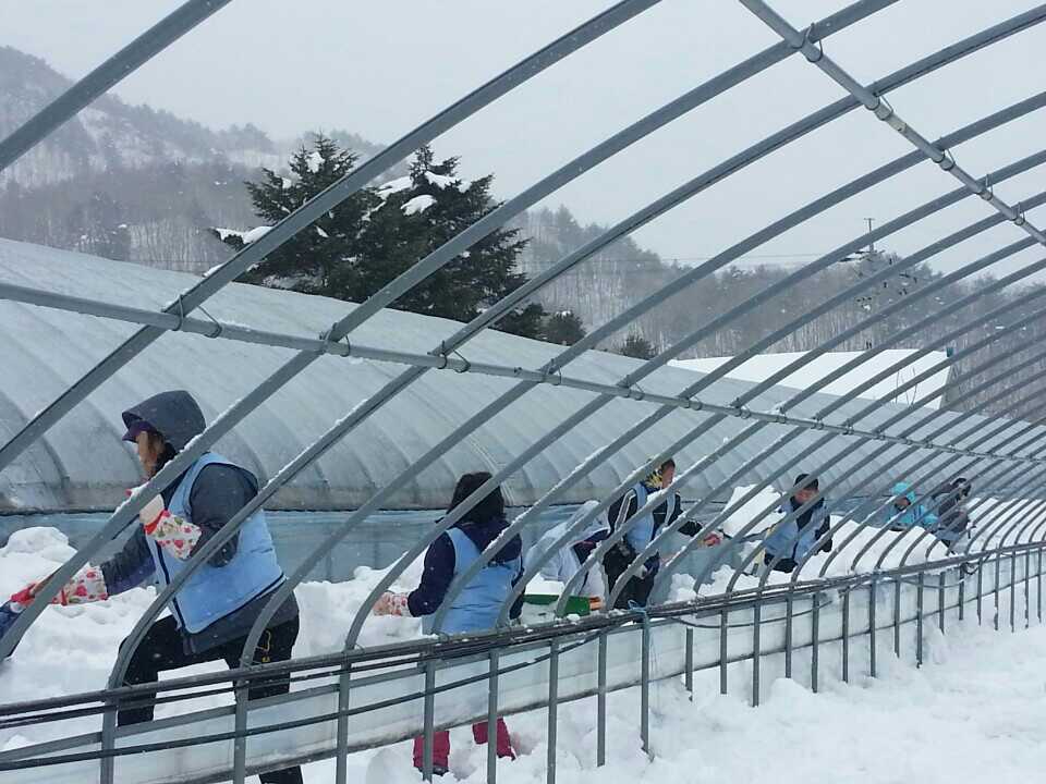 고성군 간성읍 흘리 눈치우기 자원봉사 5