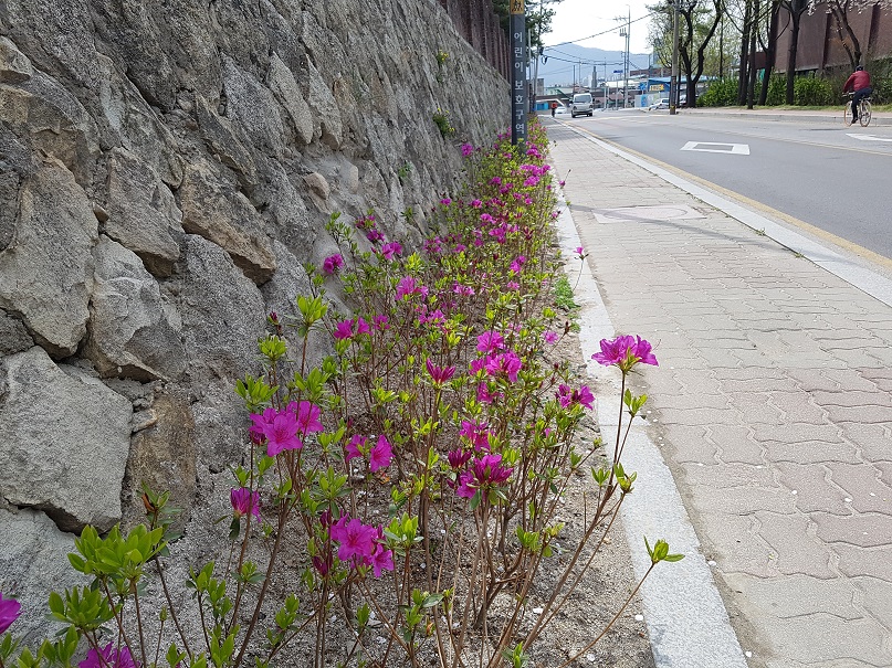 춘천초등학교 담장에 꽃길 조성(2017.03.31.)