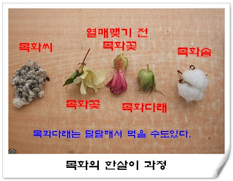 목화의 한살이 과정