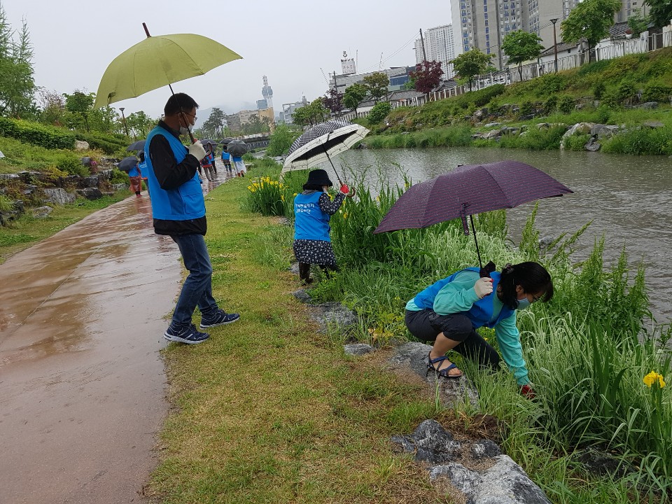 자연환경 정화 캠페인 (효자2동 약사천 살리기 실천단)