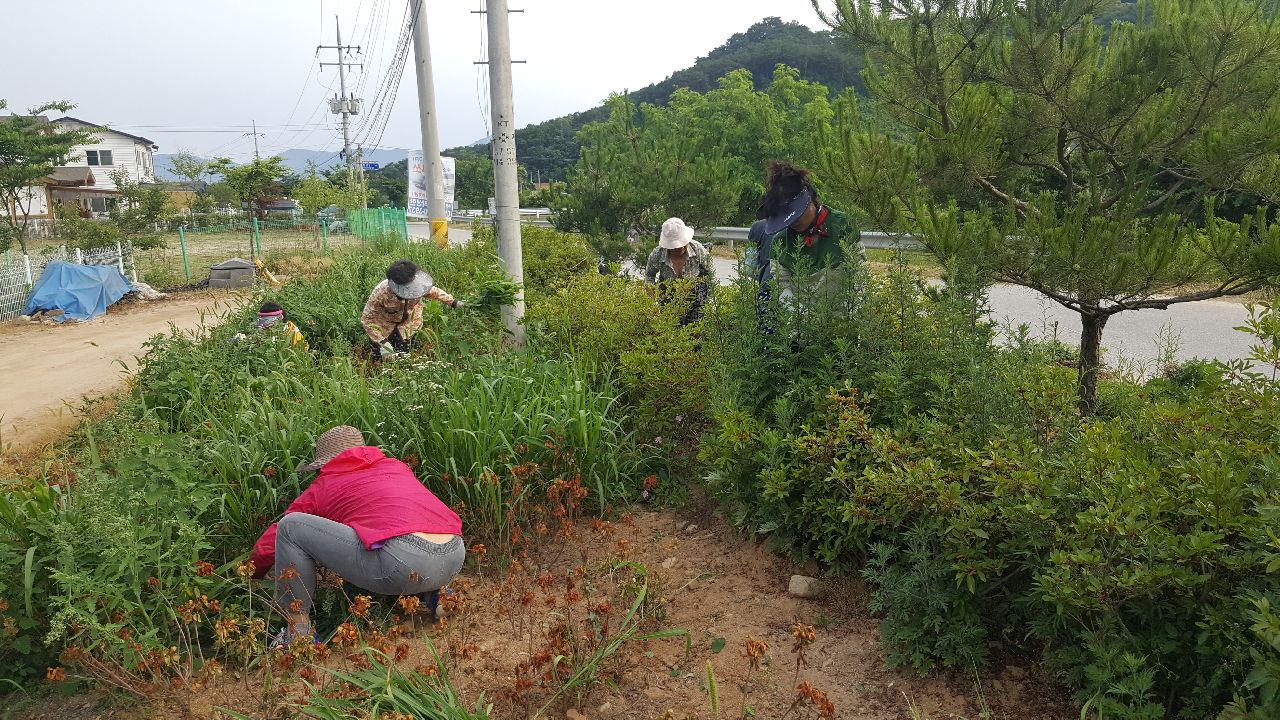 감정2리 마을정화(제초) 활동