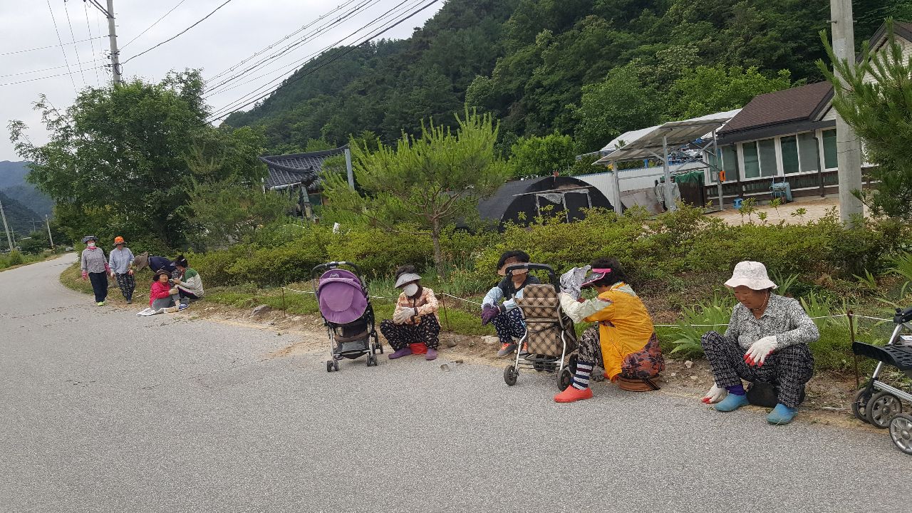 감정2리 마을정화(제초) 활동
