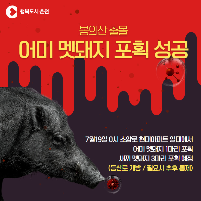 봉의산 일대 멧돼지 1마리 포획 성공 안내