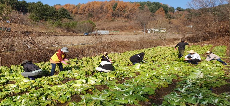 동면 품걸2리 배추 500여 포기 기부