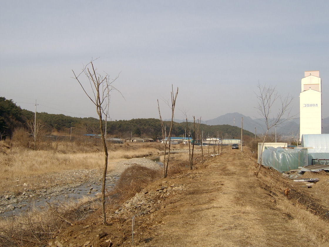 지내천 뚝길 벚나무 식재