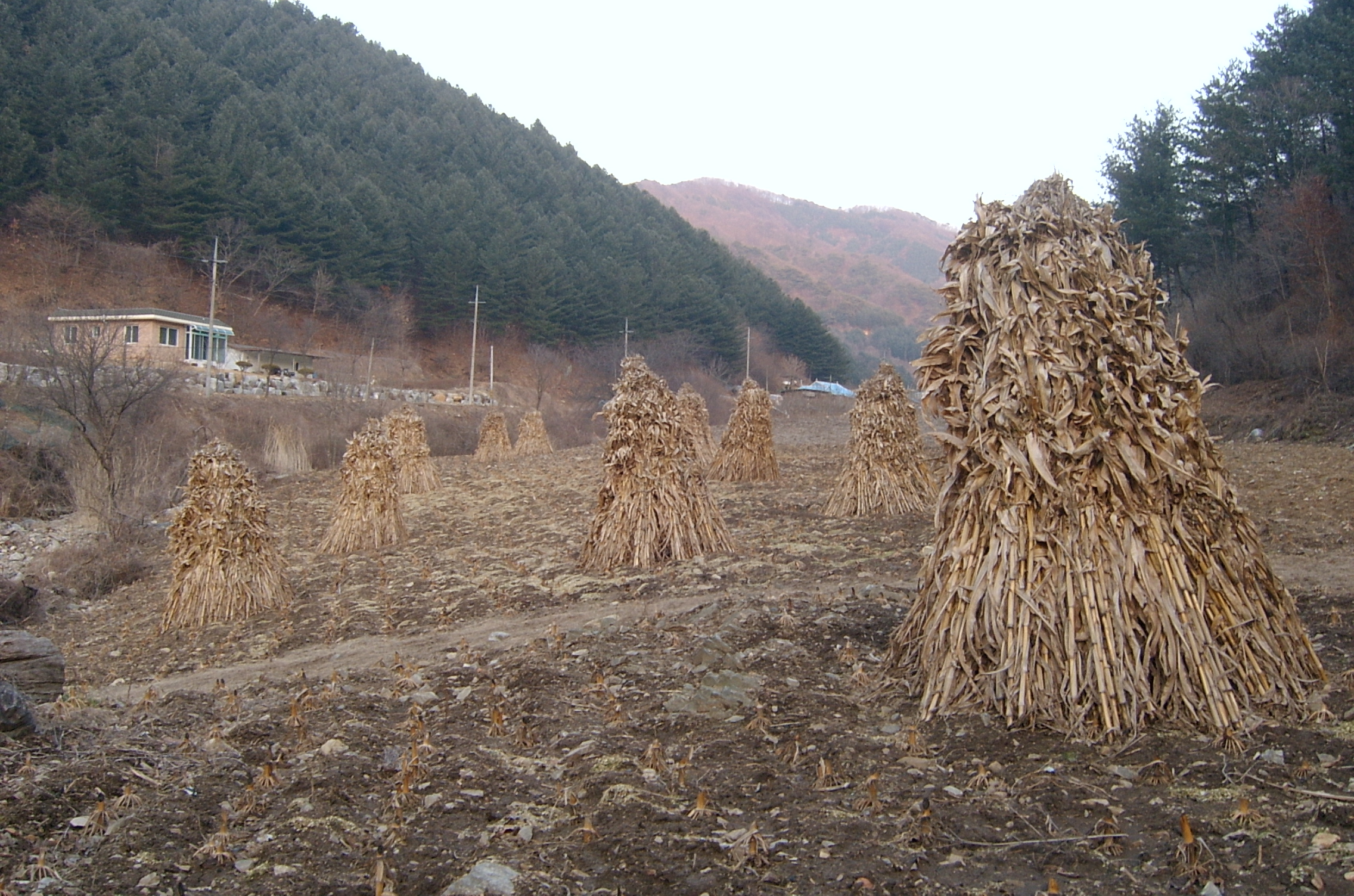 품걸1리 마을풍경