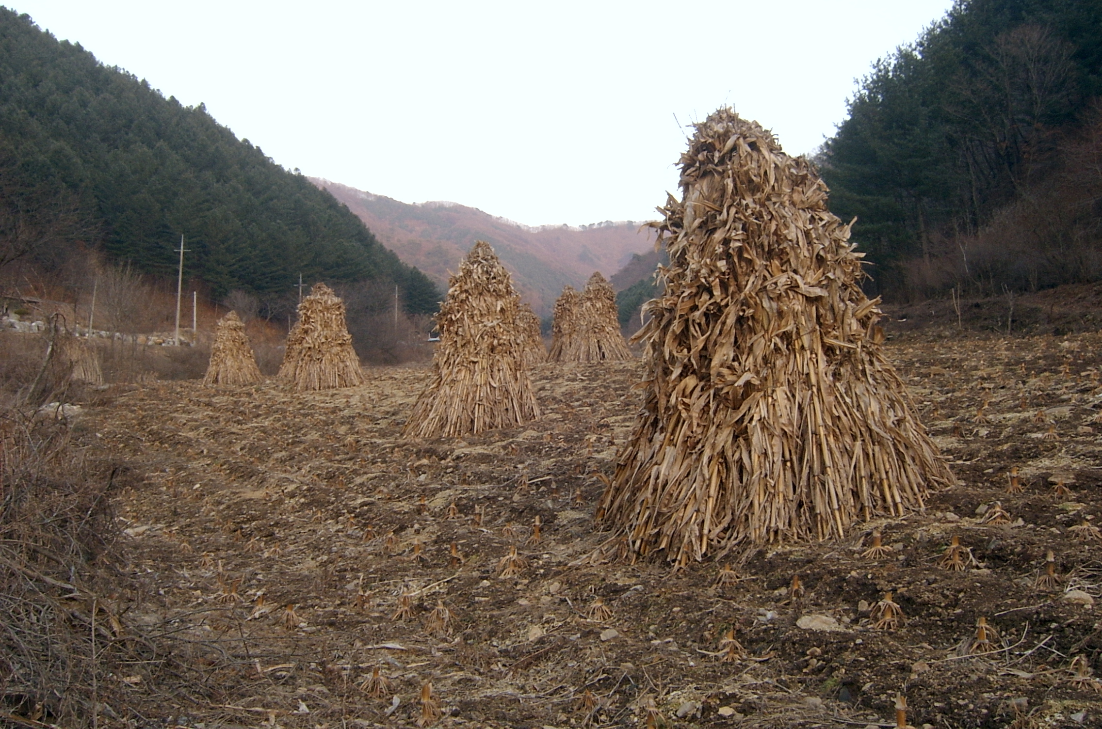 품걸1리 마을풍경