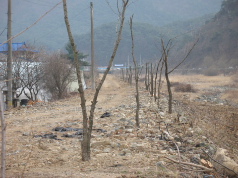 지내천 뚝길 왕벚나무 식재