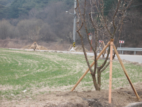 월곡리 마을 매실나무 식재