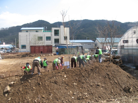 게이트볼장 뒤 철쭉 식재