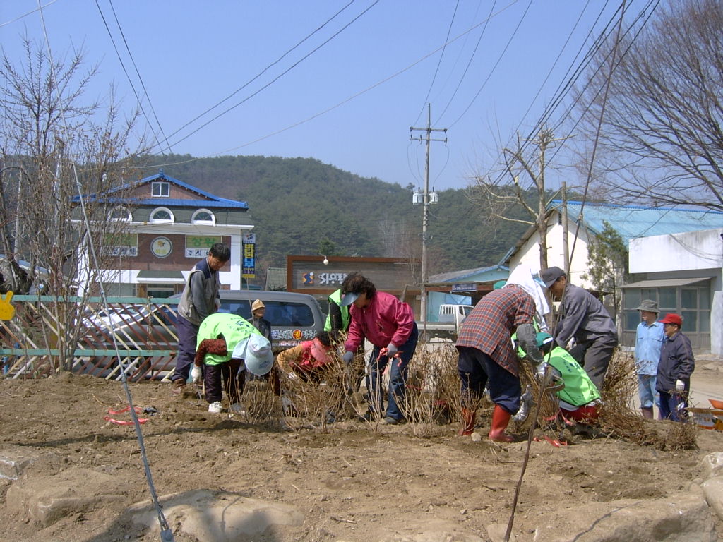 지내1리춘천 가꾸미 운동