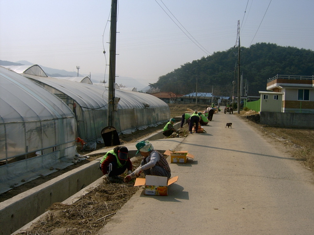 지내3리 야생화 식재