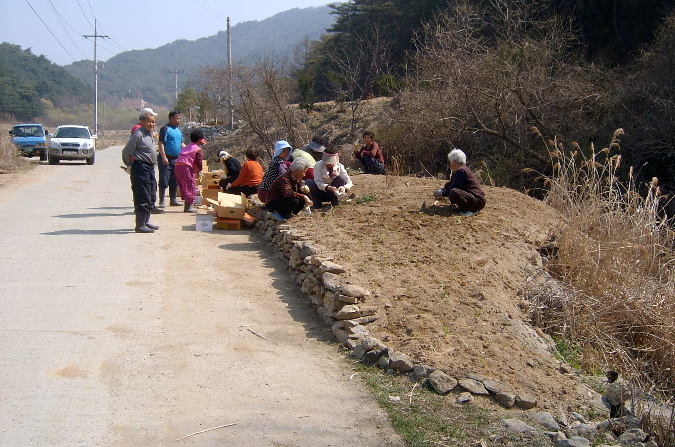 월곡리 야생화 식재