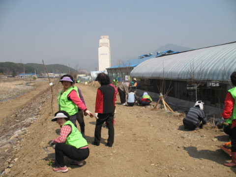 지내천 야생화 식재