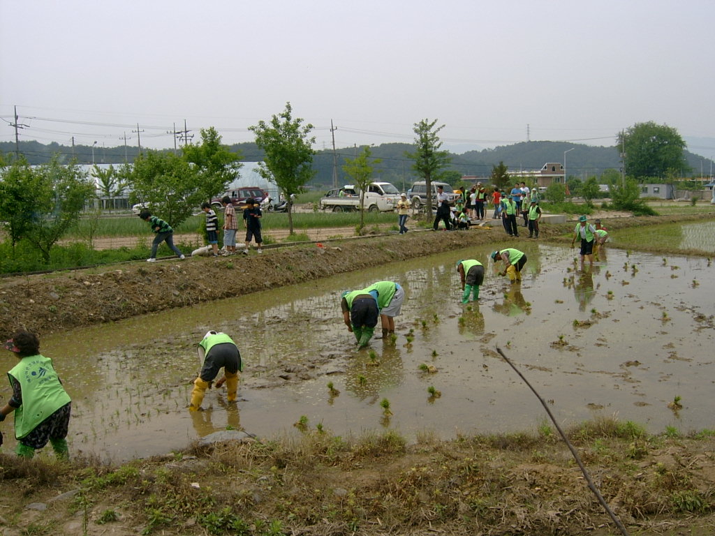 새/농추진단 손모 심기
