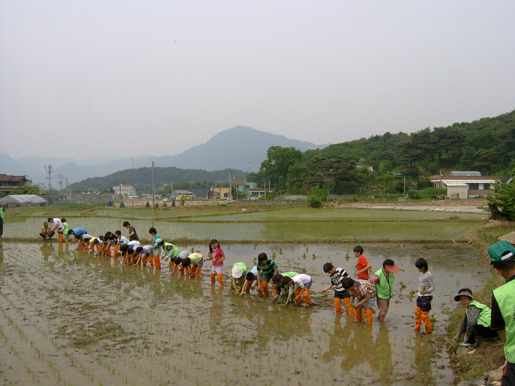 가산초교 손모 심기 체험행사