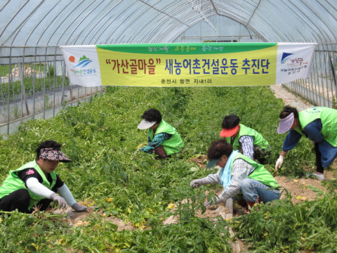 감자 수확