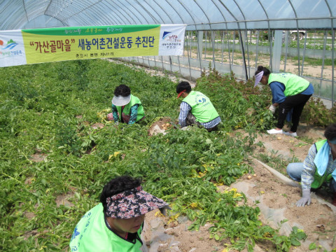 감자 수확