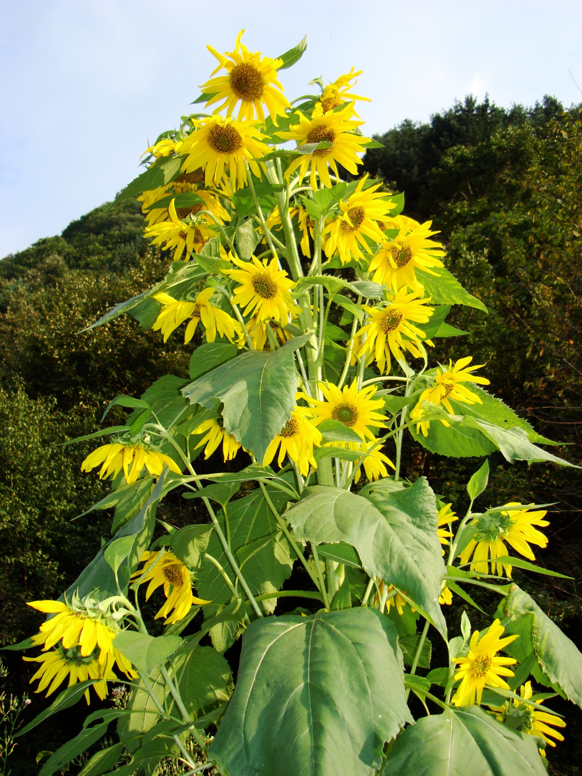 품걸1리에 핀 해바라기