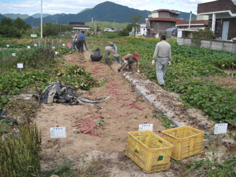 가산골마을 새/농  고구마 수확