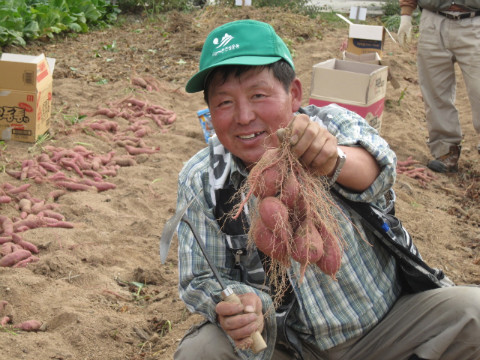 가산골마을 새/농  고구마 수확