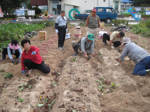 가산골마을 새/농  고구마 수확