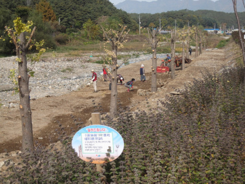 지내천변 은행나무 공원 유채꽃씨 파종