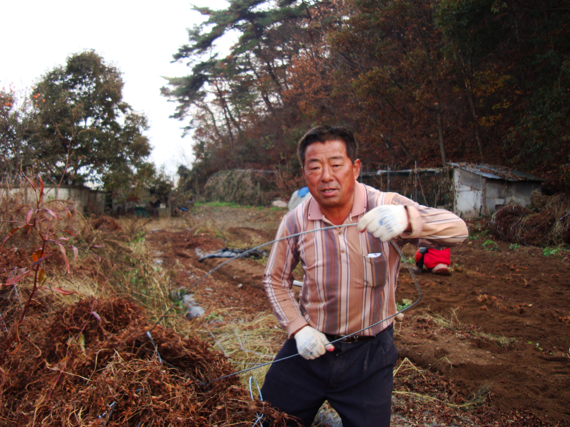 가산권역 마 작목반 공동수확