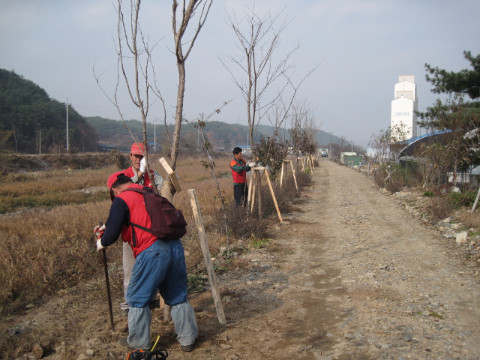 지내천 벚꽃나무 식재