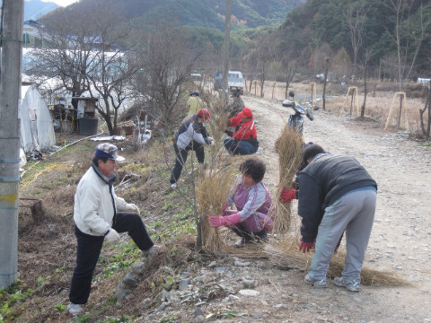 가산권역 유실수 월동준비