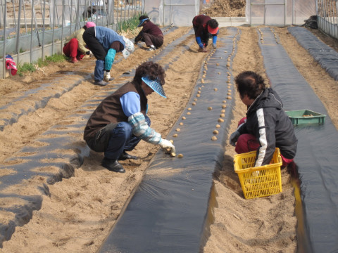 가산골마을 혁신시스템추진단 감자심기
