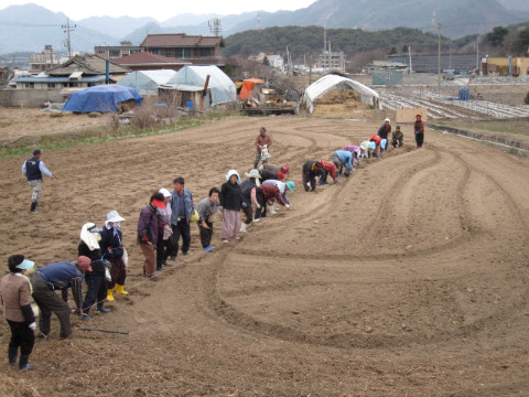 가산골마을 소득증대 옥수수 심기