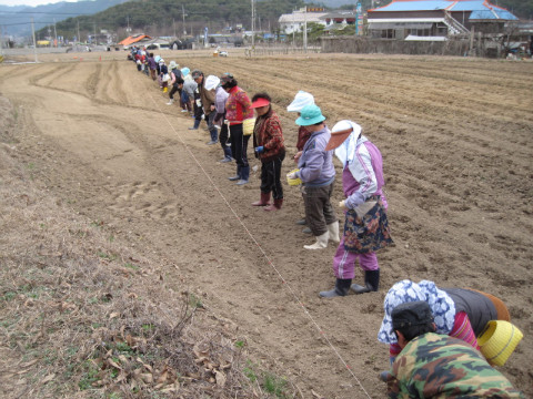 가산골마을 소득증대 옥수수 심기