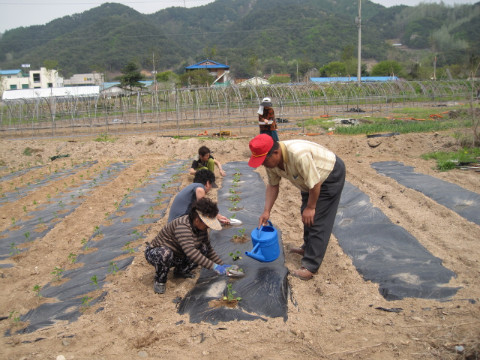 가산골마을혁신시스템추진단 고추 심기