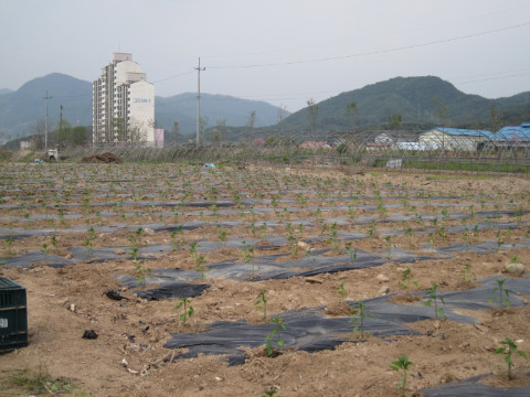 가산골마을혁신시스템추진단 고추 심기