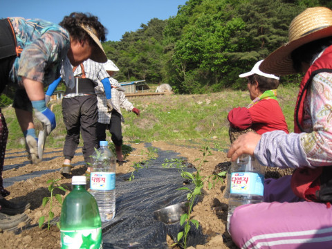 가산골마을 혁신시스템추진단 마을공동농장 고추심기