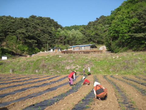 가산골마을 혁신시스템추진단 마을공동농장 고추심기