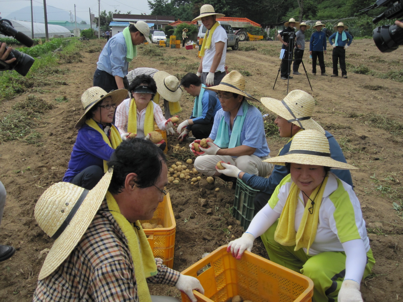 감자수확 봉사활동 실시(2)