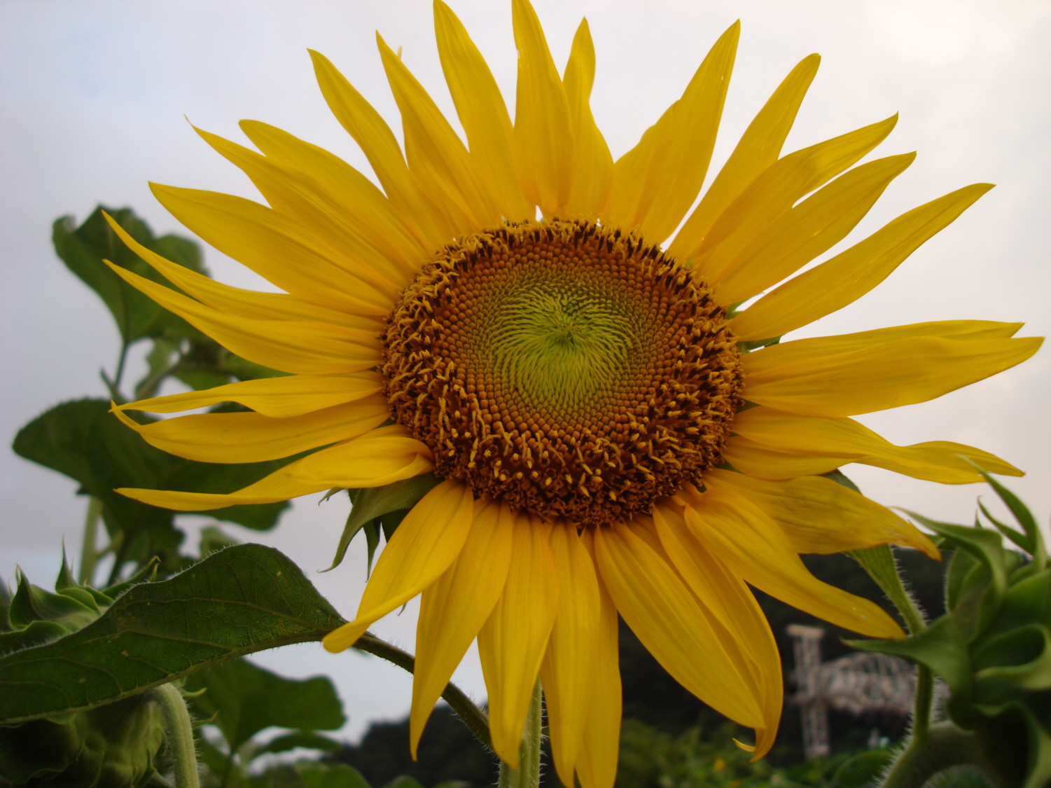 축제장의 꽃