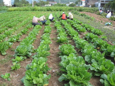 가산골마을농장 수확및 가꾸기