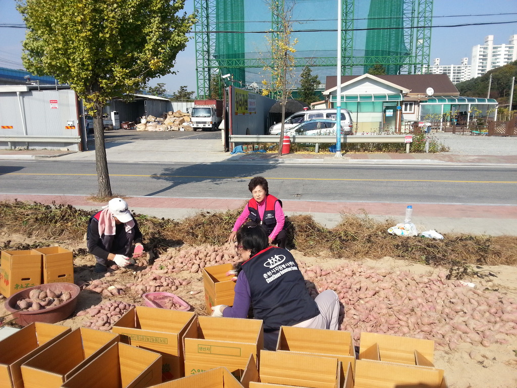 퇴계동 지역사회 봉사단 저소득 가구 지원 고구마 수확