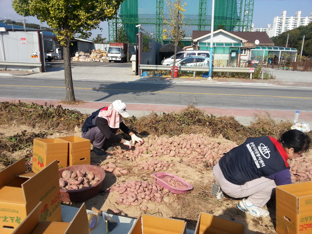 퇴계동 지역사회 봉사단 저소득 가구 지원 고구마 수확