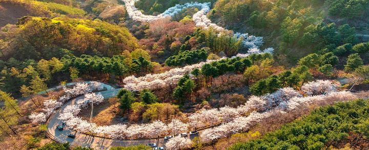 부귀리 벚꽃길